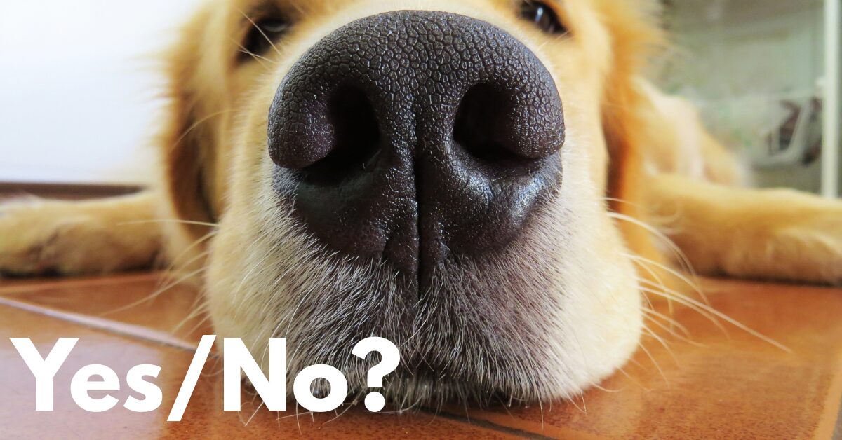 essential oils for dogs